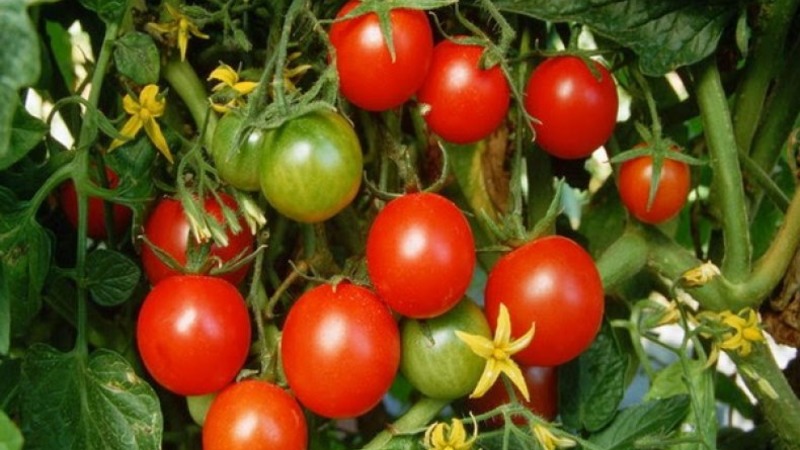 Wir erzielen einen hohen Ertrag bei minimalen Kosten und Risiken, indem wir eine kollektive Tomatenfarm anbauen