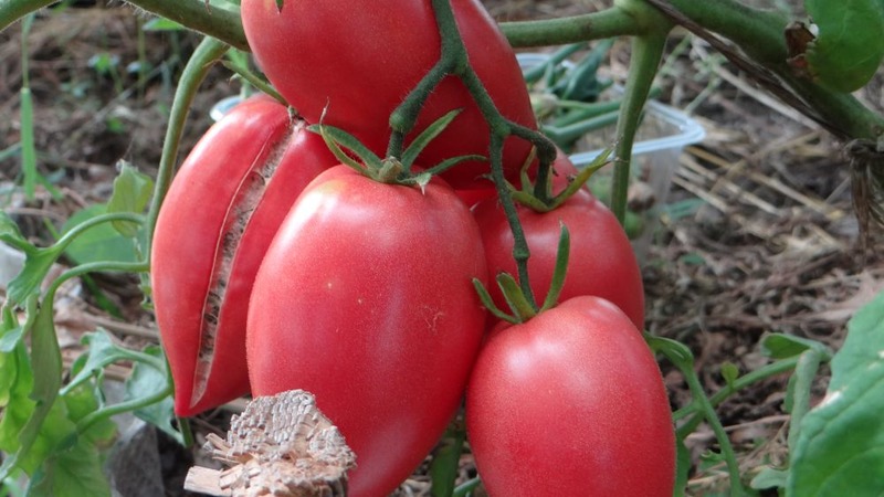 Reiche Ernte, erstaunlicher Geschmack und leuchtende Farbe - Königsberg goldene Tomate und ein Leitfaden für den Anbau