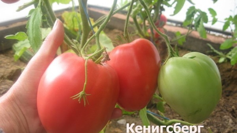 Reiche Ernte, erstaunlicher Geschmack und leuchtende Farbe - Königsberg goldene Tomate und ein Leitfaden für den Anbau