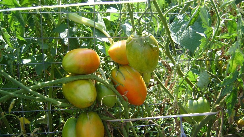 Reiche Ernte, erstaunlicher Geschmack und leuchtende Farbe - Königsberg goldene Tomate und ein Leitfaden für den Anbau