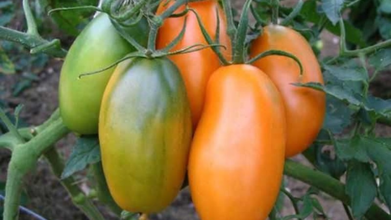 Reiche Ernte, erstaunlicher Geschmack und leuchtende Farbe - Königsberg goldene Tomate und ein Leitfaden für den Anbau