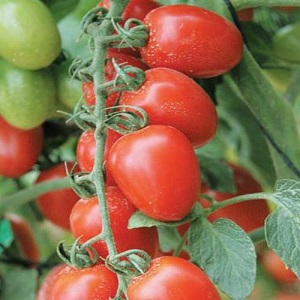 Wie man eine Tomaten-Hybrid-Berberitze auf Ihrer Website anbaut und welche positiven Eigenschaften sie hat