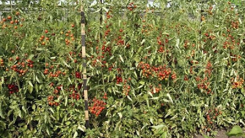 Wie man eine Tomaten-Hybrid-Berberitze auf Ihrem Grundstück anbaut und welche positiven Eigenschaften sie hat