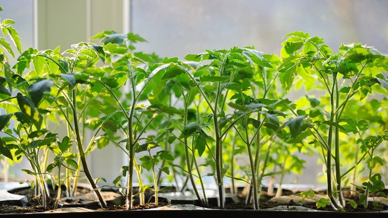 Wie man eine Tomaten-Hybrid-Berberitze auf Ihrer Website anbaut und welche positiven Eigenschaften sie hat