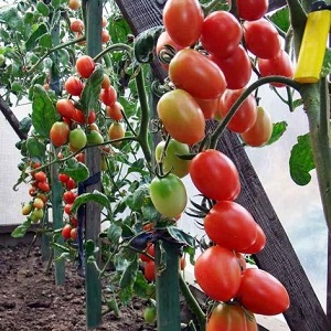 Wie man eine Tomaten-Hybrid-Berberitze auf Ihrem Grundstück anbaut und welche positiven Eigenschaften sie hat