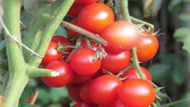 Wie man eine Tomaten-Hybrid-Berberitze auf Ihrem Grundstück anbaut und welche positiven Eigenschaften sie hat