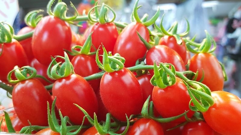 Wie man eine Tomaten-Hybrid-Berberitze auf Ihrer Website anbaut und welche positiven Eigenschaften sie hat