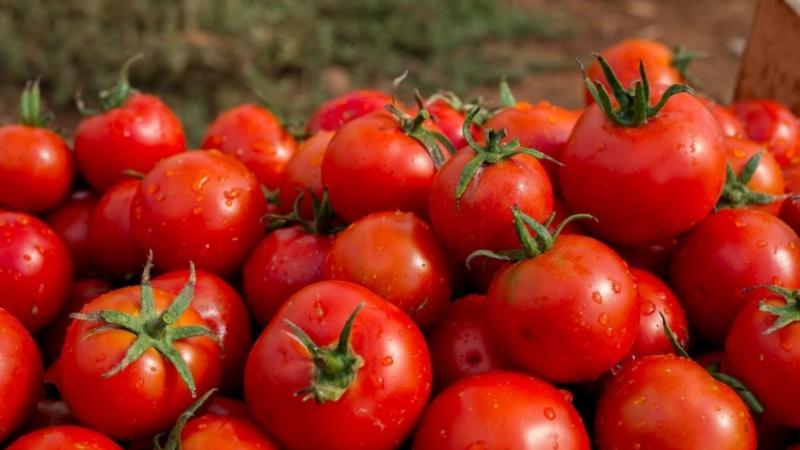 Merkmale des Anbaus einer Hybride aus Tornado-Tomaten