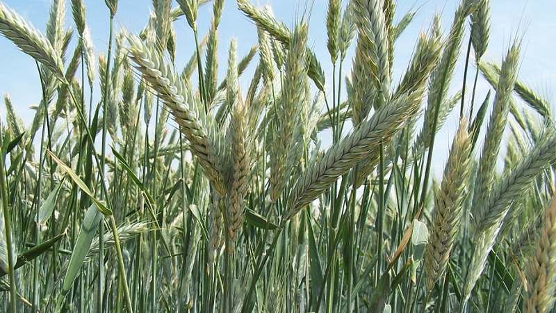 Was ist Triticale, wie sieht es aus und wo wird es verwendet?