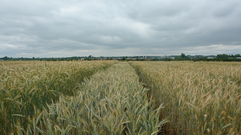 Was ist Triticale, wie sieht es aus und wo wird es verwendet?