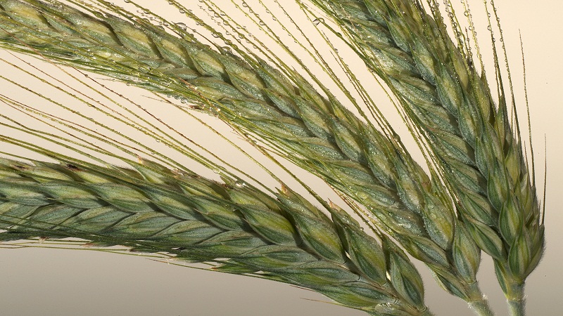 Was ist Triticale, wie sieht es aus und wo wird es verwendet?