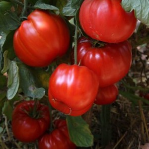 Mit seiner Beständigkeit gegen schlechtes Wetter und dem hervorragenden Ertrag der Tomate Spetsnaz: ein Überblick über die Vielfalt und Nuancen des Anbaus