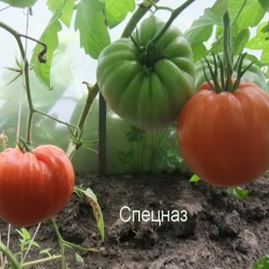 Cu rezistența la vreme rea și productivitate excelentă, roșia Spetsnaz: o imagine de ansamblu a varietății și a nuanțelor de cultivare