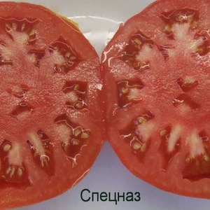 Datorită rezistenței sale la vreme rea și a producției excelente de tomate Spetsnaz: o imagine de ansamblu a varietății și a nuanțelor de cultivare