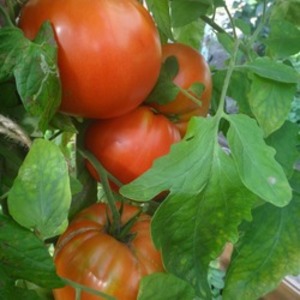 Mit seiner Beständigkeit gegen schlechtes Wetter und dem hervorragenden Ertrag der Tomate Spetsnaz: ein Überblick über die Vielfalt und Nuancen des Anbaus