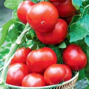 Eine ausgezeichnete Wahl für diejenigen, die eine reichhaltige frühe Ernte exzellenter Tomaten erhalten möchten - Tomate Bogata khata F1