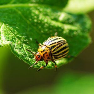 Ein Favorit unter den Sommerbewohnern für den Anbau in einem Gewächshaus ist eine Tomate Babushkino lukoshko