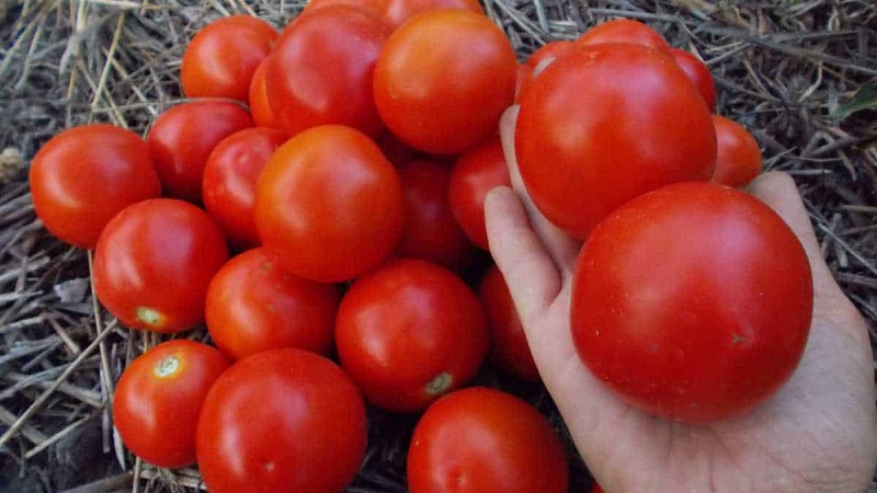 Die beliebtesten Yamal-Tomaten der Gärtner: Wir bauen ohne große Schwierigkeiten selbst eine unprätentiöse Sorte an