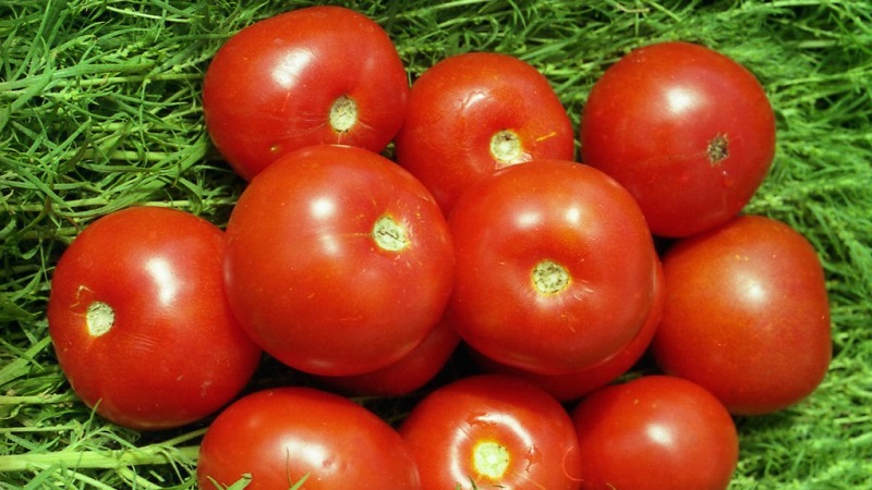 Die beliebtesten Yamal-Tomaten der Gärtner: Wir bauen ohne große Schwierigkeiten selbst eine unprätentiöse Sorte an