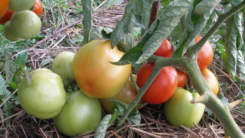 Die beliebtesten Yamal-Tomaten der Gärtner: Wir bauen ohne große Schwierigkeiten selbst eine unprätentiöse Sorte an