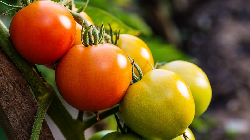 Die beliebtesten Yamal-Tomaten der Gärtner: Wir bauen ohne große Schwierigkeiten selbst eine unprätentiöse Sorte an