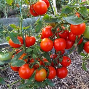 Die beliebtesten Yamal-Tomaten der Gärtner: Wir bauen ohne große Schwierigkeiten selbst eine unprätentiöse Sorte an