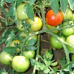 Die beliebtesten Yamal-Tomaten der Gärtner: Wir bauen ohne große Schwierigkeiten selbst eine unprätentiöse Sorte an