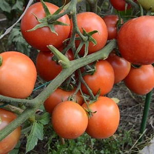 Die beliebtesten Yamal-Tomaten der Gärtner: Wir bauen ohne große Schwierigkeiten selbst eine unprätentiöse Sorte an