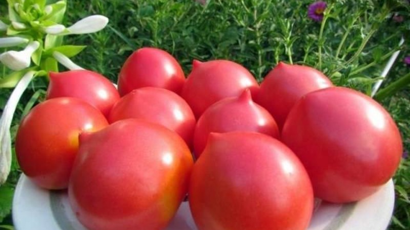 Wird das Aussehen mögen und sich in den Geschmack verlieben - Tomate Yubileiny Tarasenko