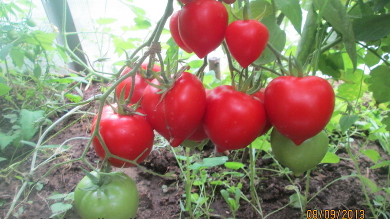 Wird das Aussehen und die Liebe für seinen Geschmack mögen - Tomate Yubileiny Tarasenko