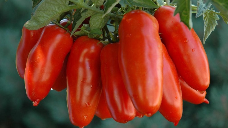 Eine exotische Tomatensorte für echte Feinschmecker - Pfeffertomaten für Salate und Konserven