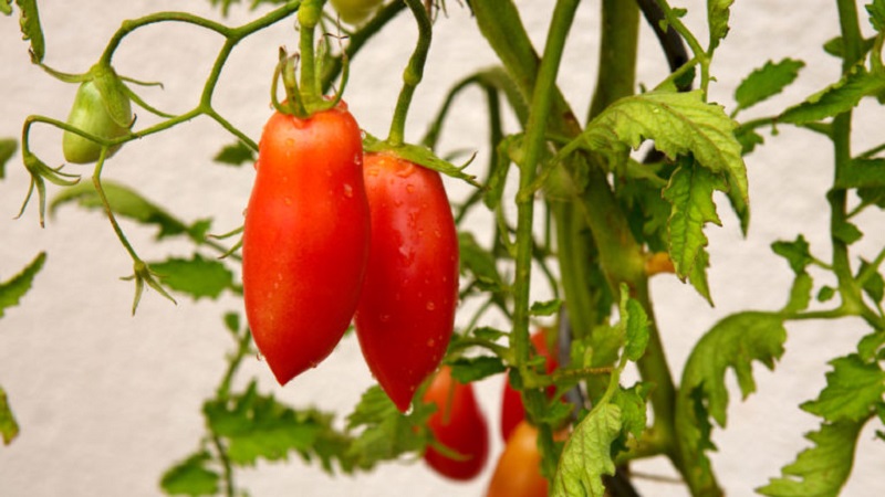 Eine exotische Tomatensorte für echte Feinschmecker - Pfeffertomaten für Salate und Konserven