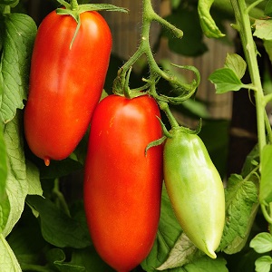 Eine exotische Tomatensorte für echte Feinschmecker - Pfeffertomaten für Salate und Konserven