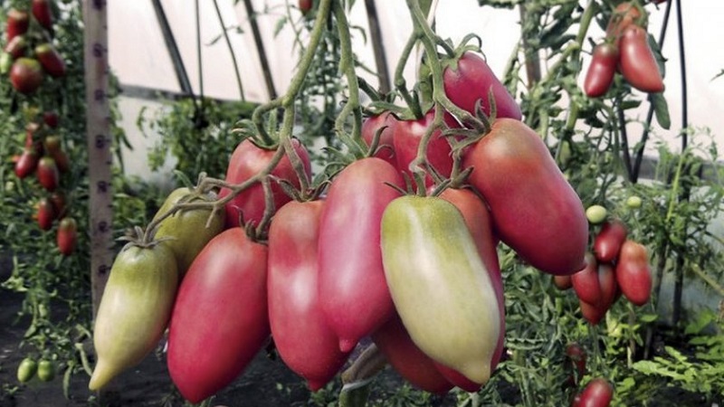 Eine exotische Tomatensorte für echte Feinschmecker - Pfeffertomaten für Salate und Konserven