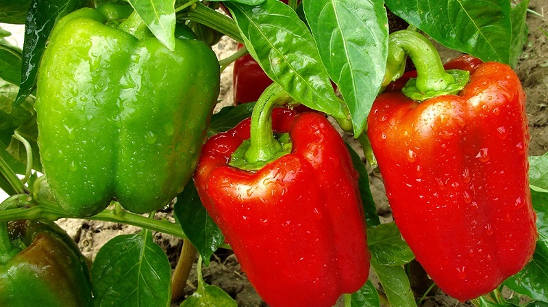 Wo und wie man Paprika für den Winter aufbewahrt: frisch, gefroren, getrocknet, getrocknet und in Dosen