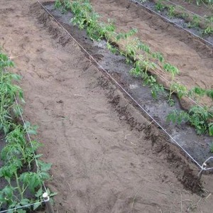 Tomatenhybride Ivan da Marya: nicht pflegeleicht, aber überraschend im Geschmack