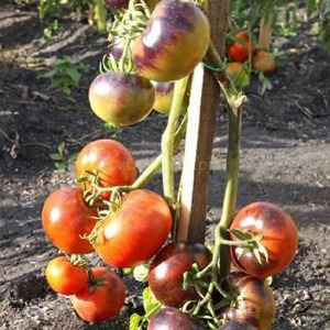 Tomatenhybride Ivan da Marya: nicht pflegeleicht, aber überraschend im Geschmack