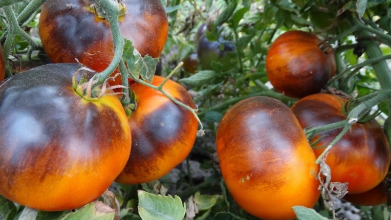 Tomatenhybride Ivan da Marya: nicht pflegeleicht, aber überraschend im Geschmack