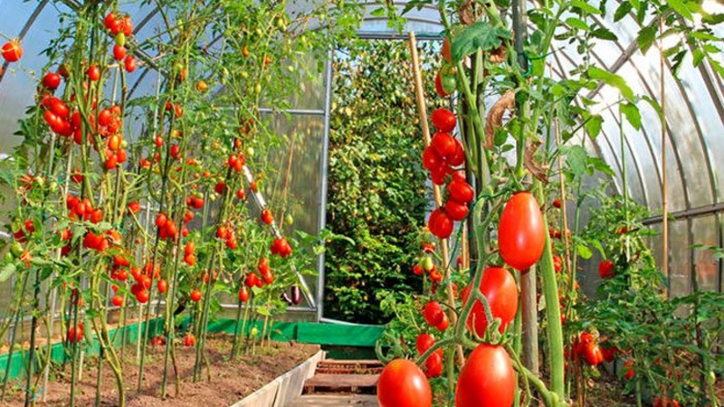 Wie man eine Chio-Chio-san-Tomate auf freiem Feld oder im Gewächshaus anbaut: Eine Schritt-für-Schritt-Anleitung und Ratschläge von erfahrenen Sommerbewohnern