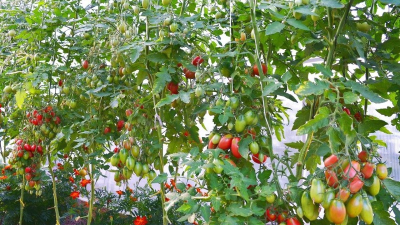 Wie man eine Chio-Chio-san-Tomate auf freiem Feld oder im Gewächshaus anbaut: Eine Schritt-für-Schritt-Anleitung und Ratschläge von erfahrenen Sommerbewohnern