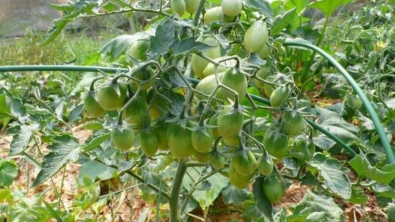 Wie man eine Chio-Chio-san-Tomate auf freiem Feld oder im Gewächshaus anbaut: Eine Schritt-für-Schritt-Anleitung und Ratschläge von erfahrenen Sommerbewohnern