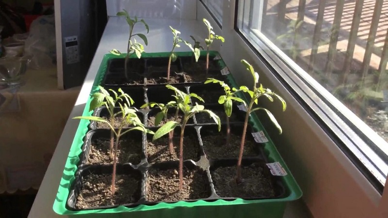 Wie man eine Chio-Chio-san-Tomate auf freiem Feld oder im Gewächshaus anbaut: Eine Schritt-für-Schritt-Anleitung und Ratschläge von erfahrenen Sommerbewohnern