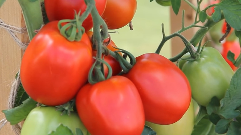 Eine köstliche Hybride für echte Feinschmecker - die Velikosvetsky-Tomate: Wir lernen die Art kennen und versuchen, sie anzubauen