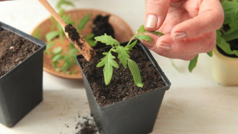 Eine köstliche Hybride für echte Feinschmecker - die Velikosvetsky-Tomate: Wir lernen die Art kennen und versuchen, sie anzubauen