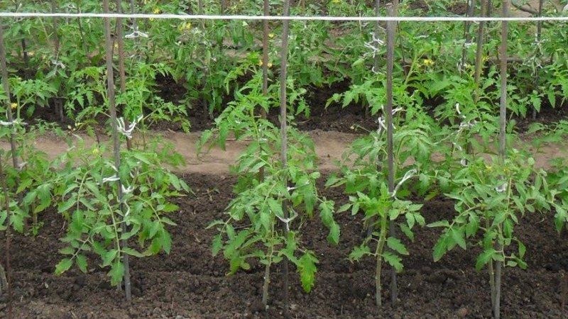 Eine köstliche Hybride für echte Feinschmecker - die Velikosvetsky-Tomate: Wir lernen die Art kennen und versuchen, sie anzubauen