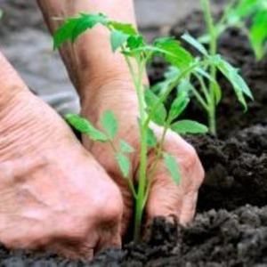 Merkmale landwirtschaftlicher Technologie Sorten Liebesherz rot