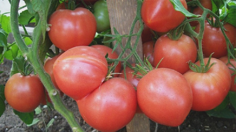 Was ist gut an einem Tomaten-Himbeer-Imperium und wie kann man es selbst anbauen - ein praktischer Leitfaden