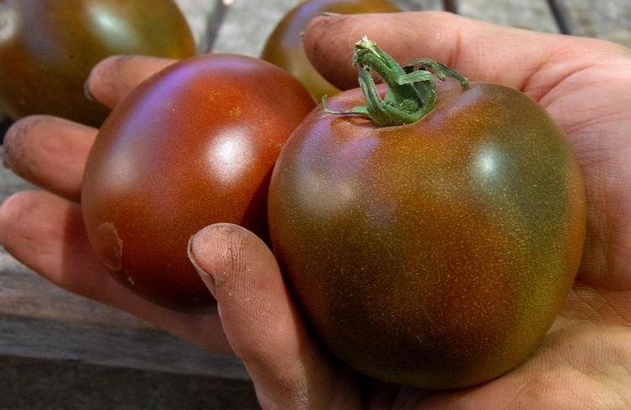 Eine unprätentiöse Sorte mit einer ungewöhnlichen Farbe und einem einzigartigen Geschmack - die Black Prince-Tomate und die Besonderheiten ihres Anbaus