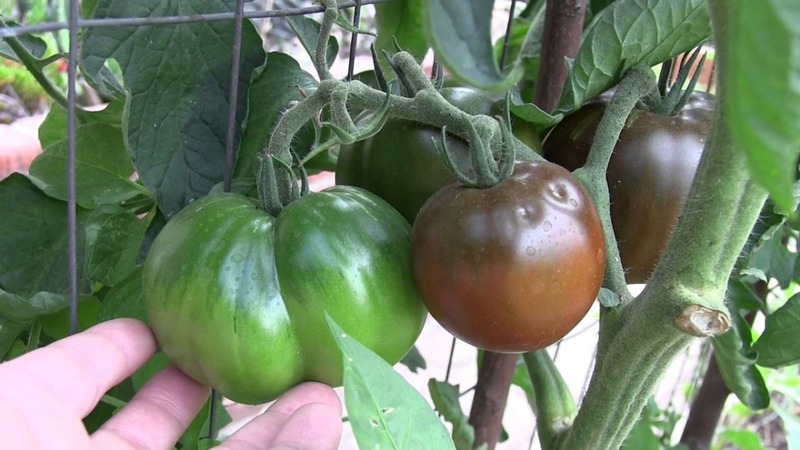 Eine unprätentiöse Sorte mit einer ungewöhnlichen Farbe und einem einzigartigen Geschmack - die Black Prince-Tomate und die Besonderheiten ihres Anbaus