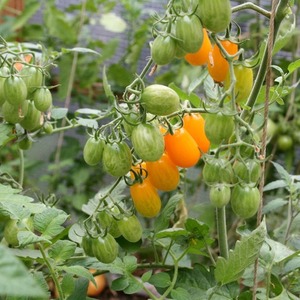 Von Kindern und Erwachsenen geliebt, eine helle Gewächshaus-Hybride mit einem fruchtigen Geschmack - Tomaten-Gelb-Dattel